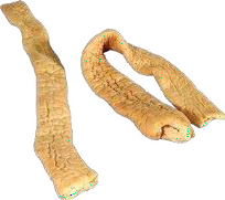 Intestine