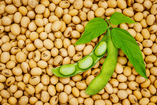 SOYBEAN GMO and NON-GMO